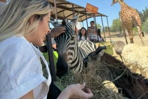 Parque Safari: Wild Adventure Up Close with Amazing Animals