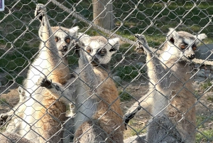 Parque Safari: Wild Adventure Up Close with Amazing Animals