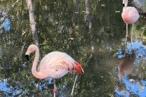 Parque Safari: Wild Adventure Up Close with Amazing Animals