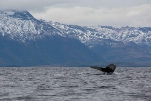 Patagonien-äventyr: Valar och glaciärer från Punta Arenas