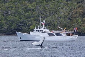 Patagonien-äventyr: Valar och glaciärer från Punta Arenas
