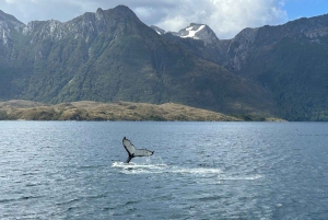 Patagonien-äventyr: Valar och glaciärer från Punta Arenas