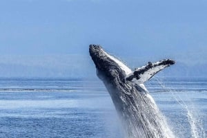 Patagonien-äventyr: Valar och glaciärer från Punta Arenas