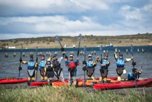 Patagonia: Kajakktur i Puerto Natales med piknik