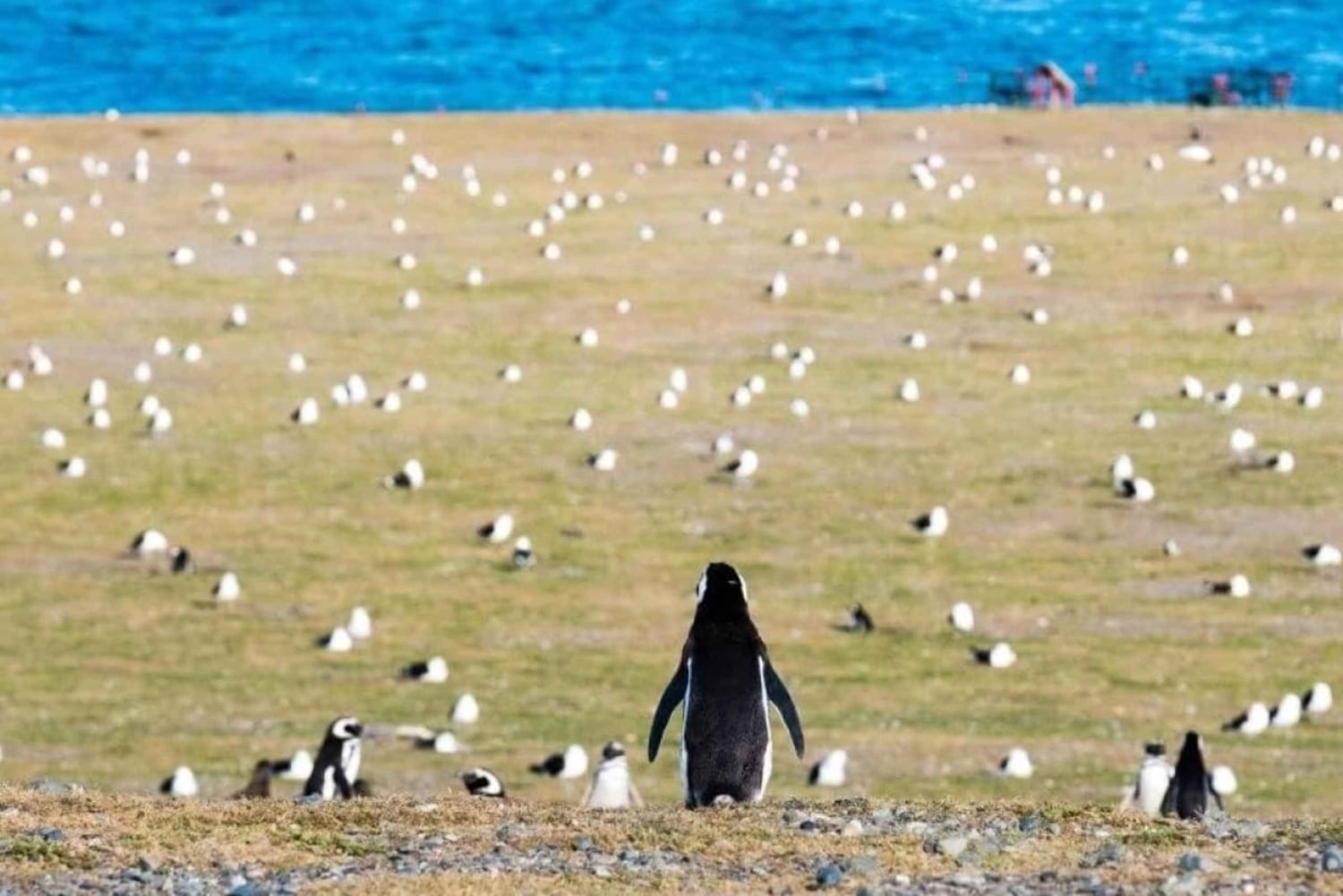 Penguin Expedition: Segling till Isla Marta och Magdalena från Punta Arenas