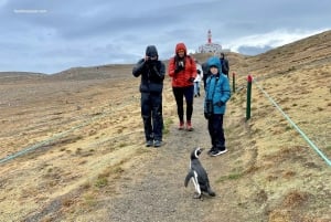 Penguin Expedition: Segling till Isla Marta och Magdalena från Punta Arenas