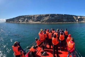 Penguin Expedition: Segling till Isla Marta och Magdalena från Punta Arenas