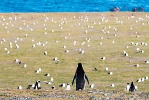 Penguin Expedition: Segling till Isla Marta och Magdalena från Punta Arenas