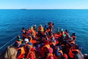 Penguin Expedition: Segling till Isla Marta och Magdalena från Punta Arenas