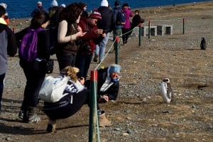 Penguin Expedition: Sejlads til Isla Marta og Magdalena fra Punta Arenas