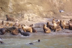 Penguin Expedition: Sejlads til Isla Marta og Magdalena fra Punta Arenas