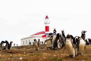 Penguin Expedition: Sejlads til Isla Marta og Magdalena fra Punta Arenas