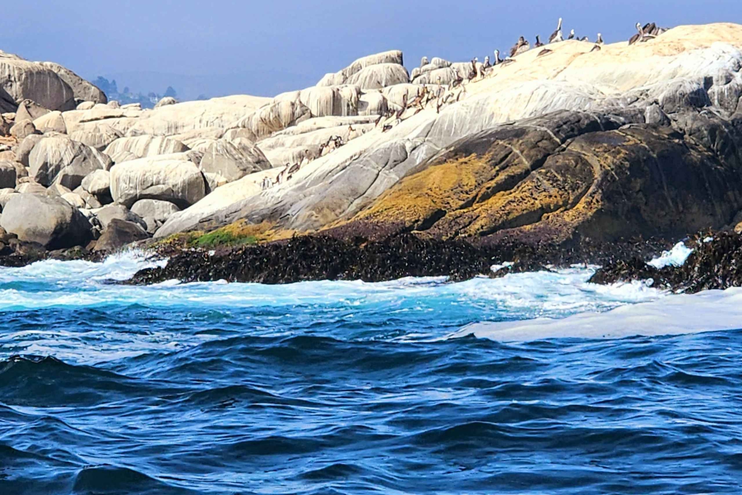 Pinguins em embarcação privada Cachagua Zapallar a partir de Santiago