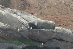 Pinguins em embarcação privada Cachagua Zapallar a partir de Santiago