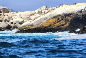 Pinguins em embarcação privada Cachagua Zapallar a partir de Santiago