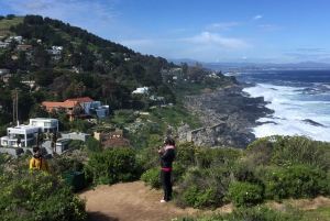 Pinguins em embarcação privada Cachagua Zapallar a partir de Santiago