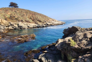 Pingviner med privat fartyg Cachagua Zapallar från Valparaiso