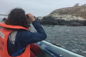 Pingviner med privat fartyg Cachagua Zapallar från Valparaiso