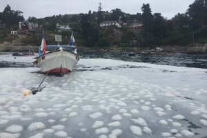 Pingviner med privat fartyg Cachagua Zapallar från Valparaiso