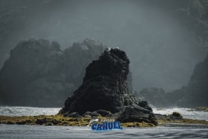 Penguins in Chiloé