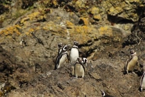 Penguins in Chiloé