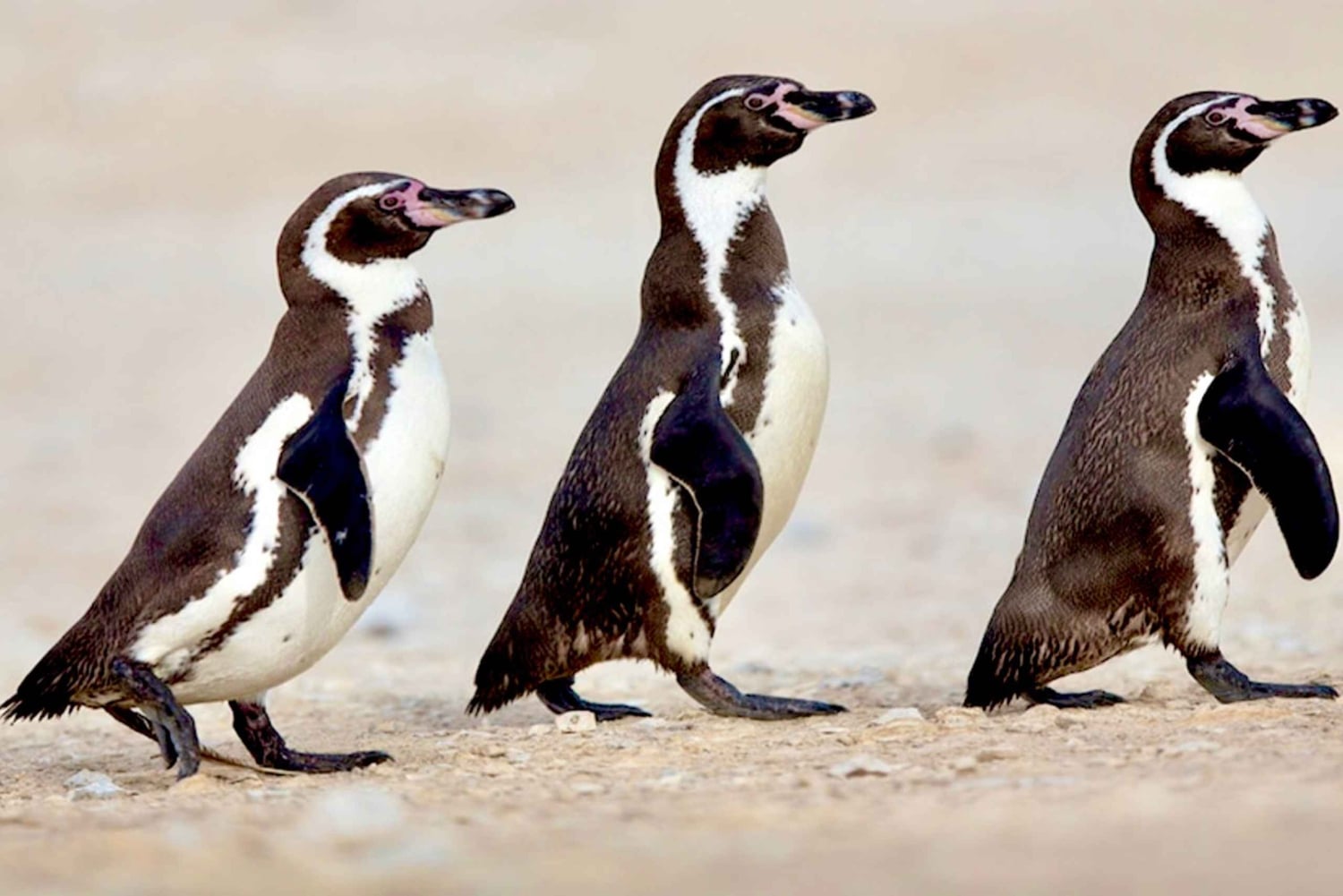 Pingouins, lions de mer, planche à voile, nourriture et boissons chiliennes