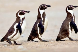 Pingouins, lions de mer, planche à voile, nourriture et boissons chiliennes