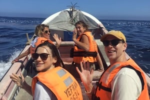 Pingouins, lions de mer, planche à voile, nourriture et boissons chiliennes