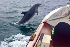 Pingouins, lions de mer, planche à voile, nourriture et boissons chiliennes