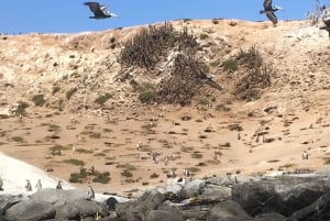Pingouins, lions de mer, planche à voile, nourriture et boissons chiliennes