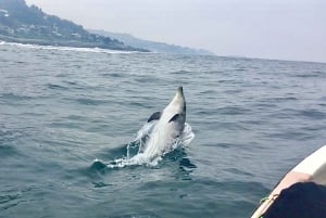 Pingouins, lions de mer, planche à voile, nourriture et boissons chiliennes