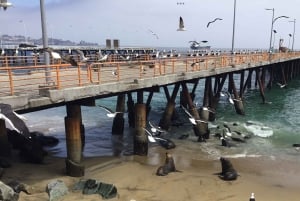 Pingouins, lions de mer, planche à voile, nourriture et boissons chiliennes