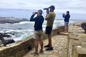 Pingouins, lions de mer, planche à voile, nourriture et boissons chiliennes