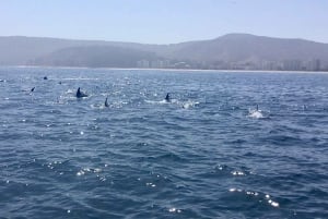 Pingouins, lions de mer, planche à voile, nourriture et boissons chiliennes