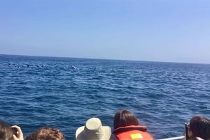 Pingouins, lions de mer, planche à voile, nourriture et boissons chiliennes