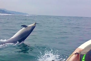 Pingouins, lions de mer, planche à voile, nourriture et boissons chiliennes