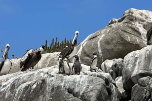 Pingouins, lions de mer, planche à voile, nourriture et boissons chiliennes