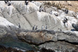 Pingouins, lions de mer, planche à voile, nourriture et boissons chiliennes