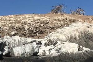 Pingouins, lions de mer, planche à voile, nourriture et boissons chiliennes