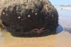 Pingouins, lions de mer, planche à voile, nourriture et boissons chiliennes
