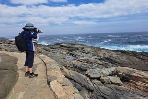 Pingouins, lions de mer, planche à voile, nourriture et boissons chiliennes