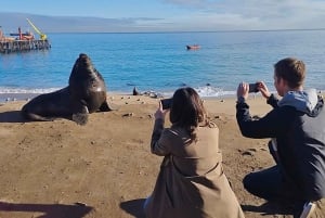 Pingouins, lions de mer, planche à voile, nourriture et boissons chiliennes