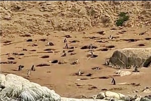 Pingouins, lions de mer, planche à voile, nourriture et boissons chiliennes