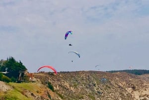 Pingouins, lions de mer, planche à voile, nourriture et boissons chiliennes