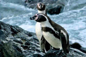 Penguins, Sea Lions, Sandboard, Chilean food & Drinks