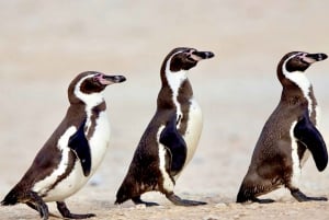 Penguins, Sea Lions, Sandboard, Chilean food & Drinks