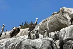 Penguins, Sea Lions, Sandboard, Chilean food & Drinks