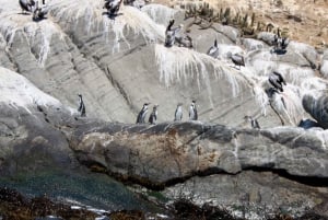 Penguins, Sea Lions, Sandboard, Chilean food & Drinks