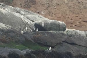 Observação de pinguins de barco, Cachagua e Zapallar a partir de Santiago