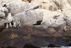 Avistamiento de Pingüinos Isla Cachagua en Zapallar Desde Santiago